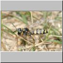 Cerceris arenaria - Sandknotenwespe w12a beim Nesteintrag mit Ruesselkaefer.jpg